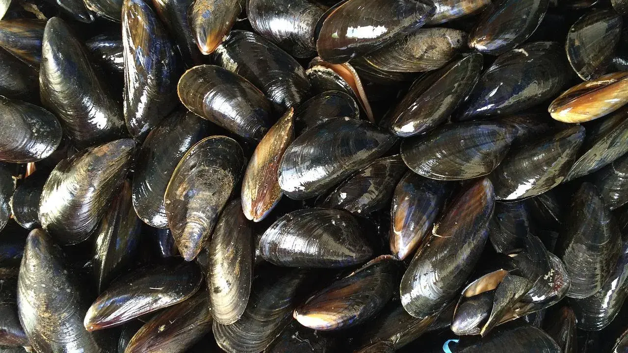 Un tas de moules fraîches, prêtes pour la saison des moules. Leurs coquilles sombres et brillantes reflètent la lumière.
