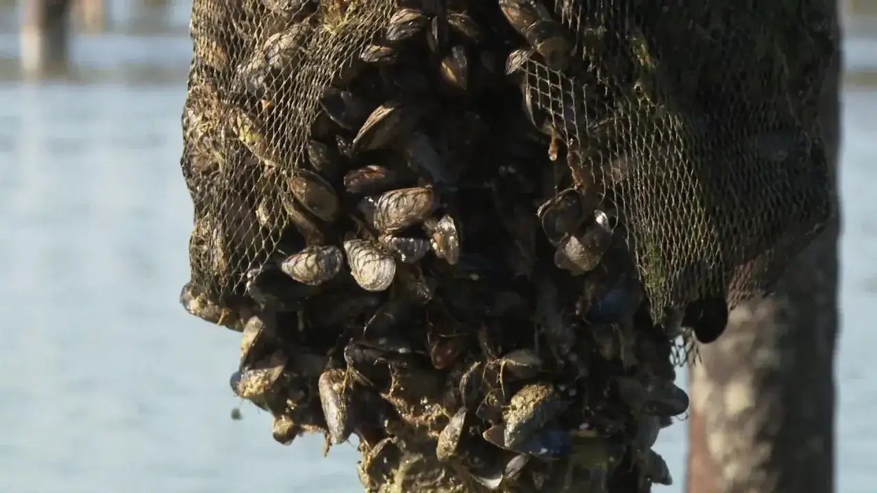 Un filet rempli de moules, signe que la saison des moules bat son plein. L'eau bleue est en arrière-plan.