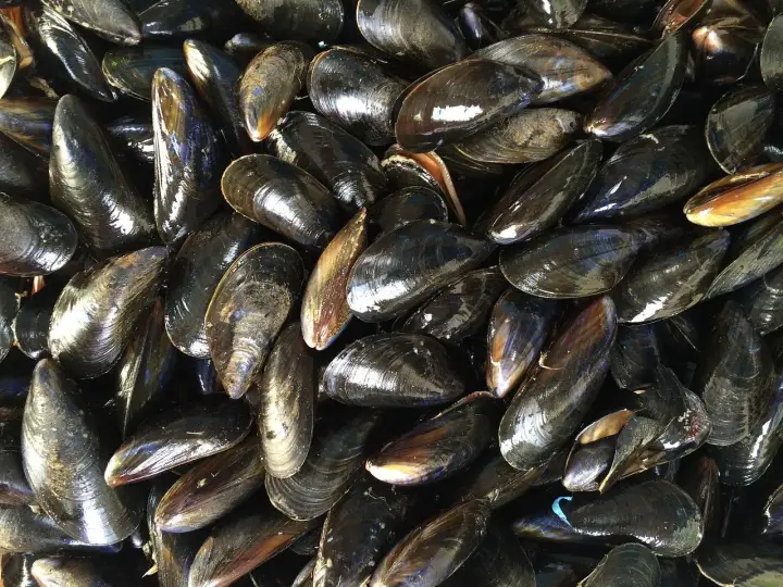 Un tas de moules fraîches, prêtes pour la saison des moules. Leurs coquilles sombres et brillantes reflètent la lumière.